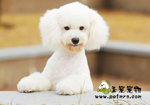 寵物吡哆醇缺乏癥的癥狀及防治