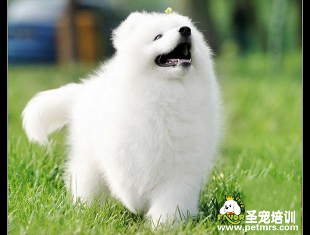 可愛的薩摩耶
