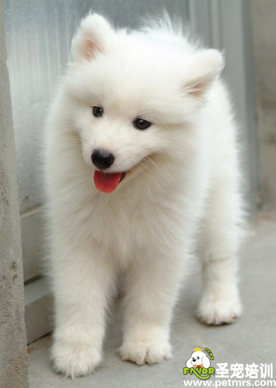 獨生幼犬