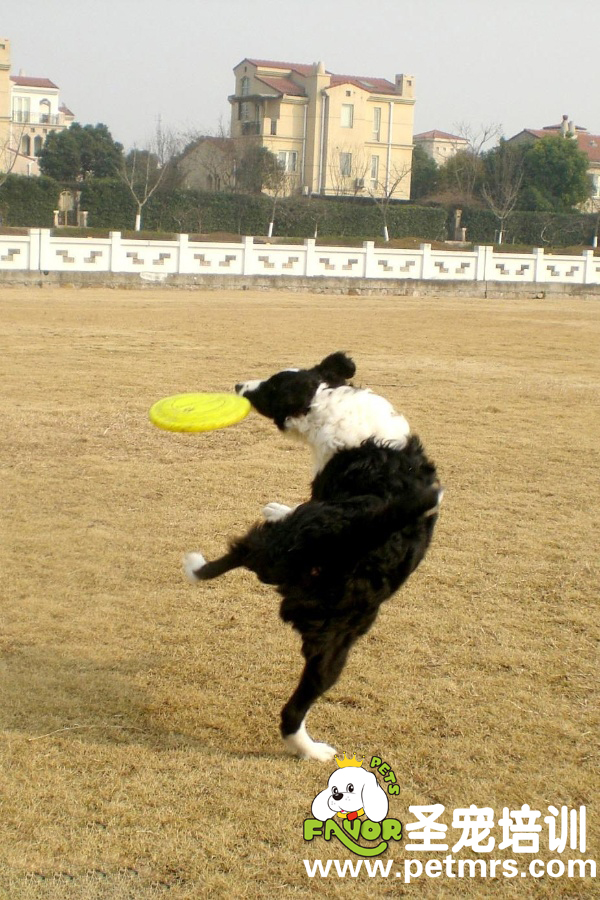 邊境牧羊犬