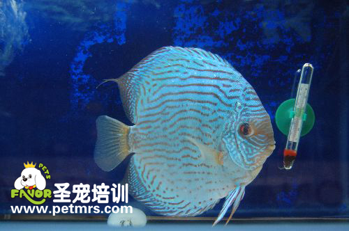 七彩神仙魚消化不良的治療