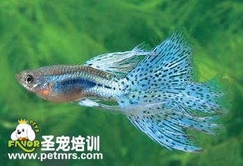 孔雀魚掃把式的爛尾病
