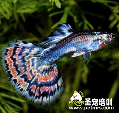 孔雀魚霉菌疾病的診斷和治療