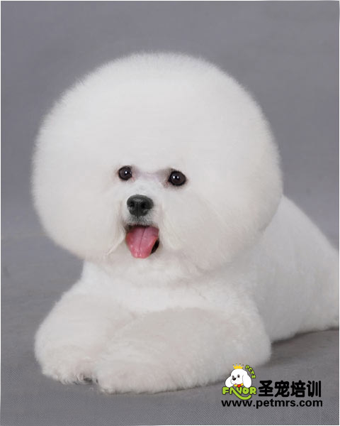 護理比熊犬眼睛的技巧
