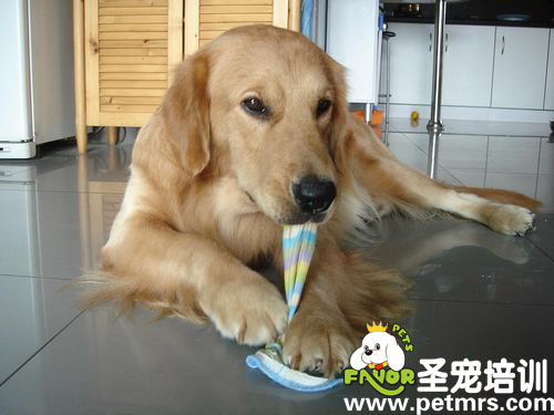 金毛