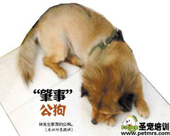 涉案公狗