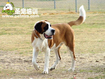 圣伯納美容