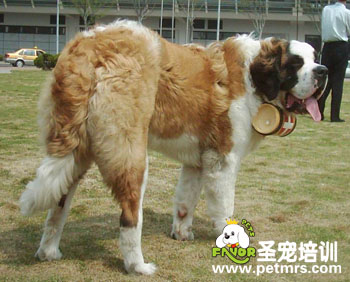 給圣伯納犬修剪毛發方法