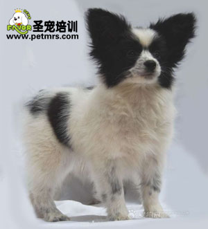 如何保養(yǎng)蝴蝶犬毛發(fā)