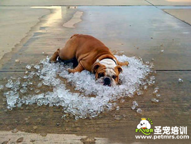 狗狗中暑