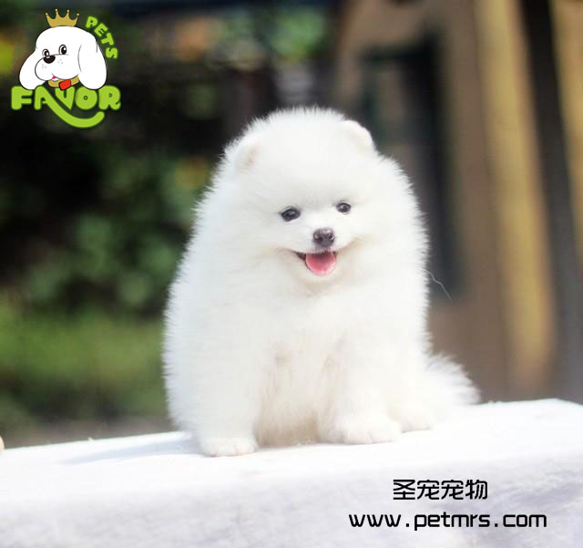 狗狗常見營養性疾病的介紹