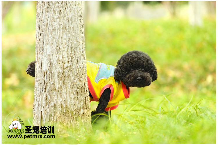 帶狗狗看醫(yī)生的注意事項