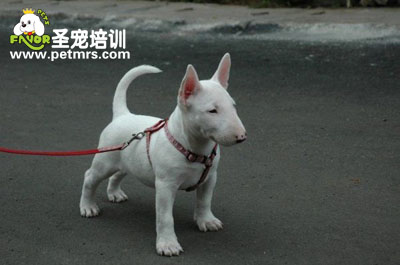 牛頭梗犬