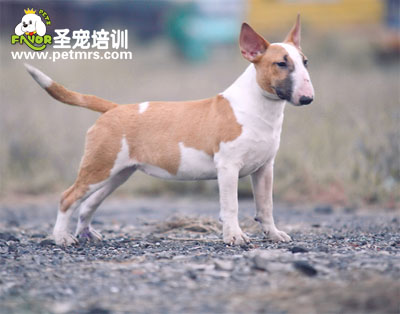 可愛(ài)狗狗