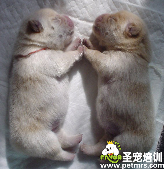教你如何照顧新生的狗狗
