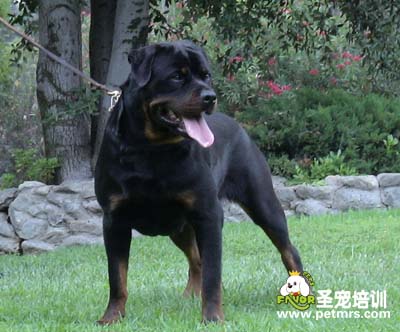 標(biāo)準(zhǔn)羅威納犬