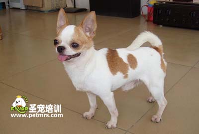 可愛(ài)狗狗