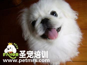 北京犬