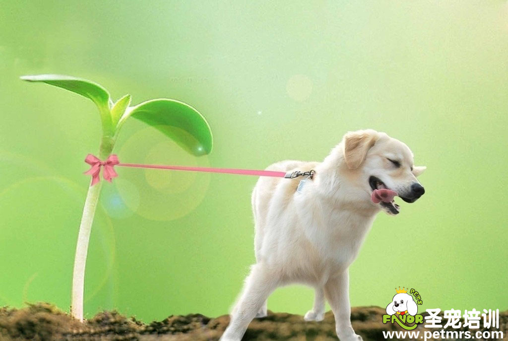 好萌的狗狗