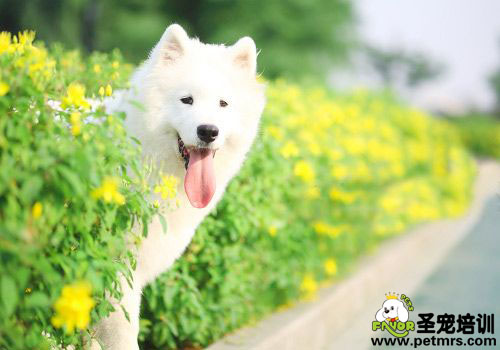 養狗狗你做到以下幾點了嗎