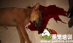 狗狗進(jìn)教室被老師打死