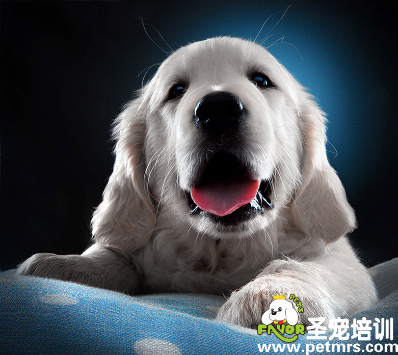 母犬產后的日常護理