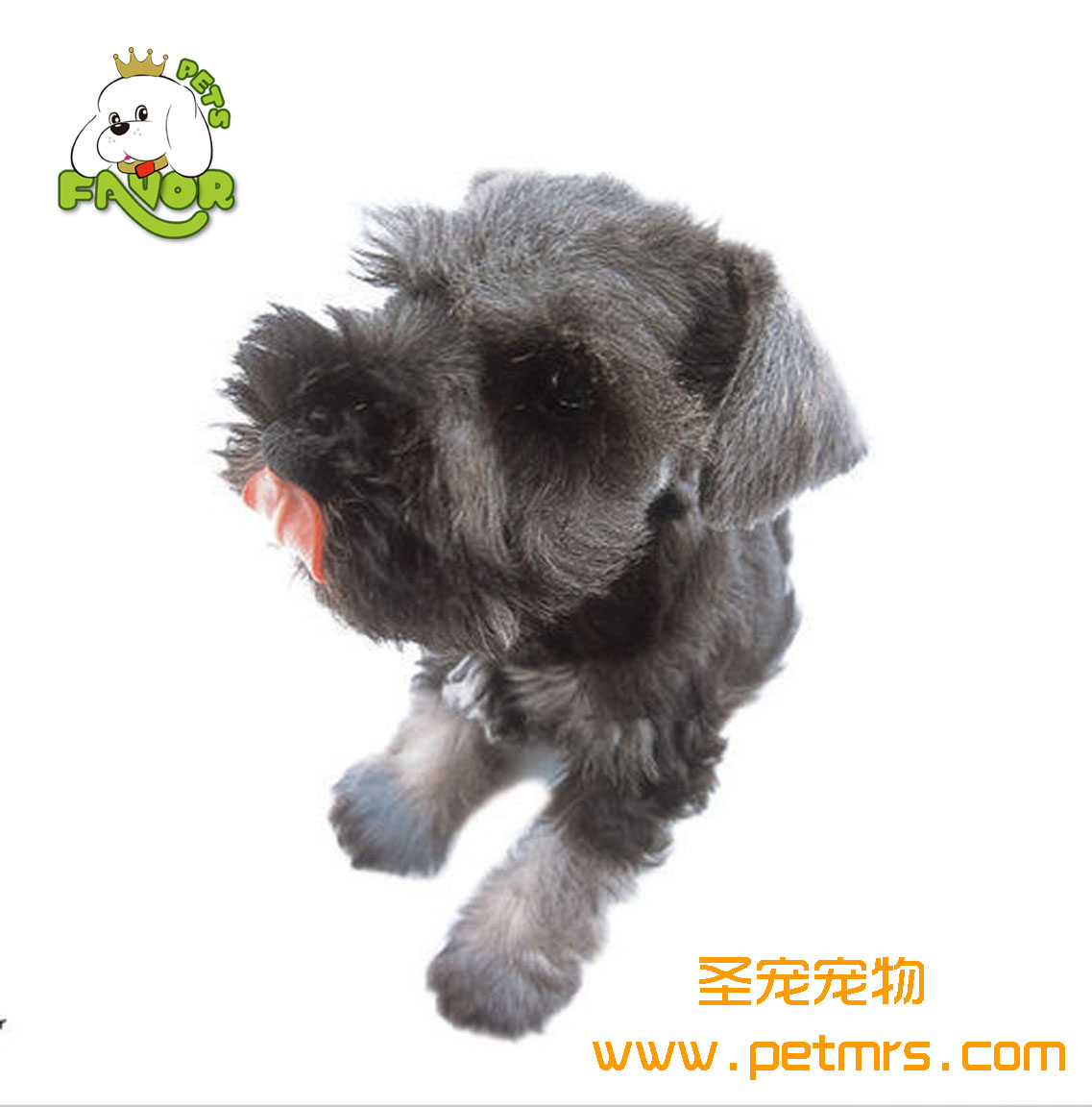 給幼犬驅(qū)蟲與給幼犬注射疫苗的最佳時(shí)間