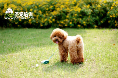 可愛狗狗