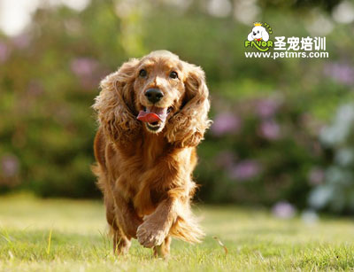 可卡犬美容