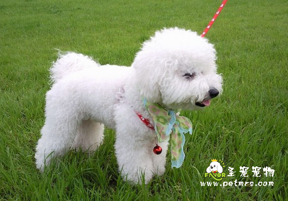 狗狗螨蟲(chóng)病的診斷和治療
