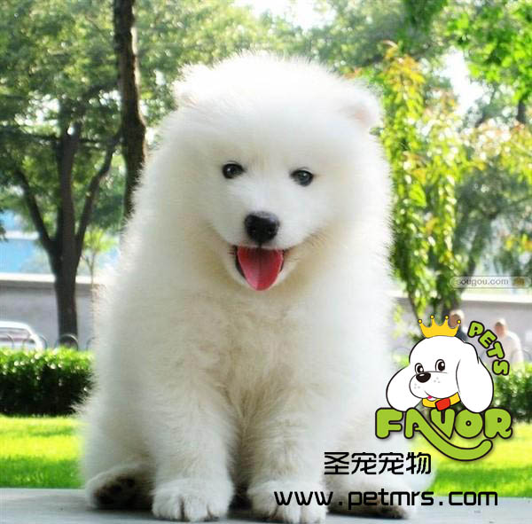 狗寶寶護理與喂養(yǎng)技巧