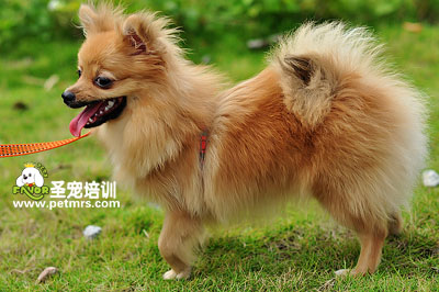 可愛狗狗