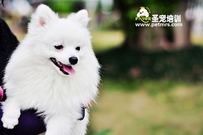 博美狗狗