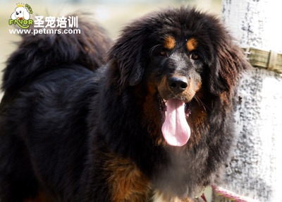虎型藏獒
