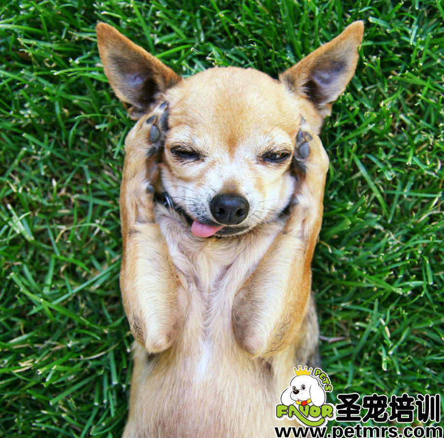 如何給狗狗催奶