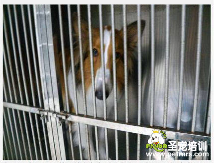 籠子里的蘇格蘭犬