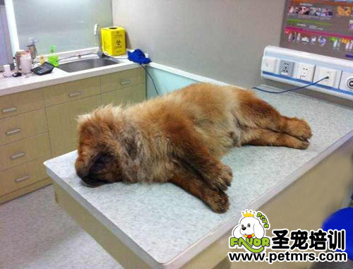 松獅犬寵物醫(yī)院“洗澡死”主人討說法