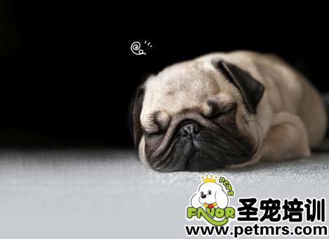 可愛(ài)的巴哥
