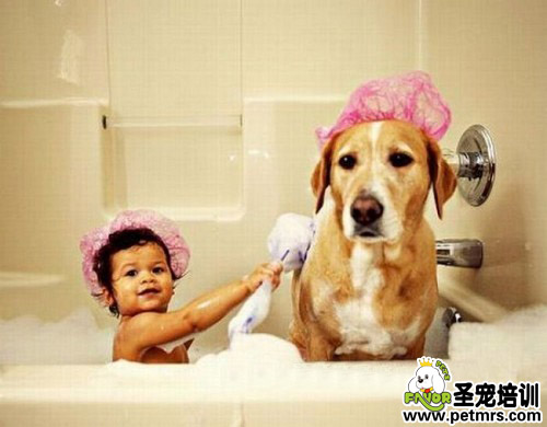 狗狗去皮屑