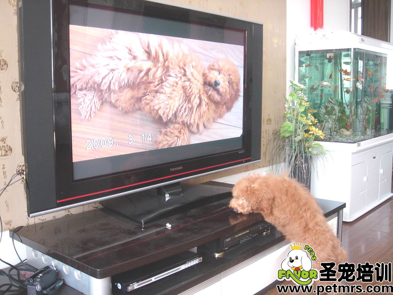 狗狗專屬頻道節目，即將上市