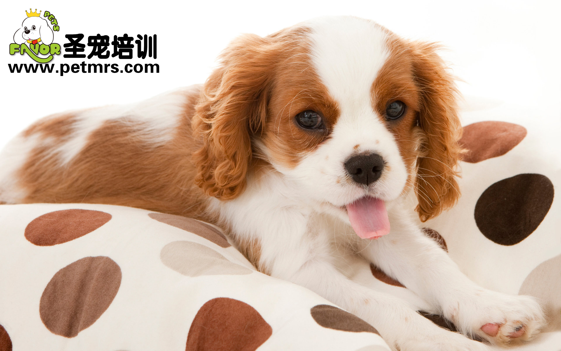 狗狗常見營養性疾病的介紹