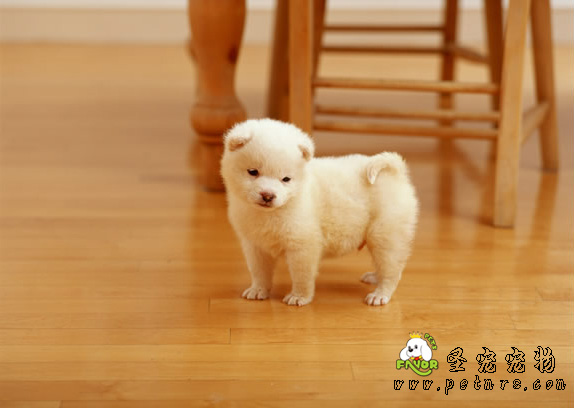 給狗狗看醫生所注意的事項