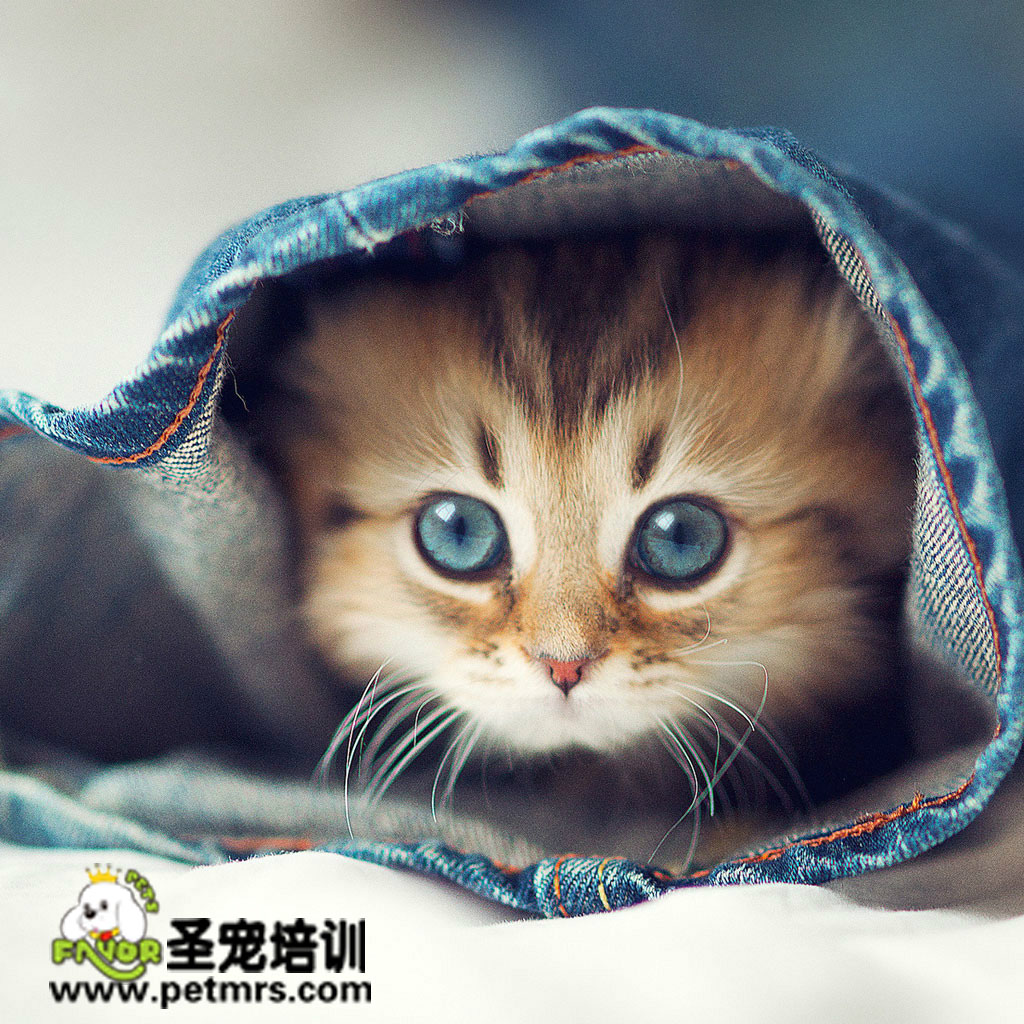 如何給貓咪喂藥