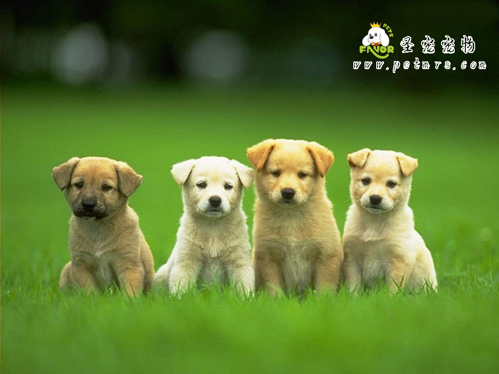 狗狗感冒的癥狀診斷