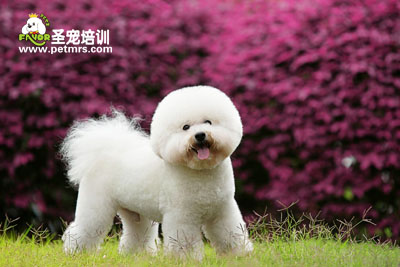 比熊犬么美容
