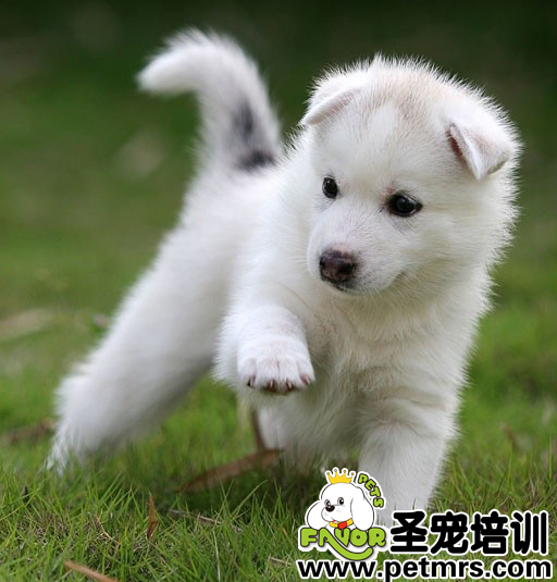 秋季養狗需要注意什么