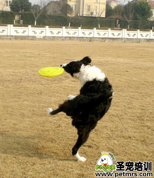邊境牧羊犬