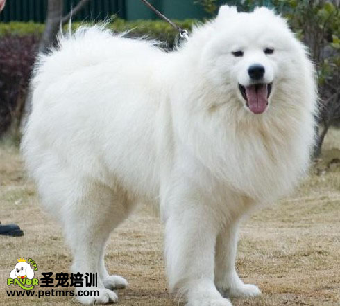 防止薩姆耶犬得肥胖癥的方法