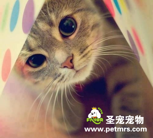 如何治療貓咪白細胞減少癥
