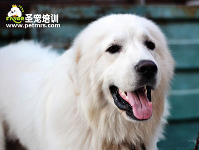 大白熊犬美容方法